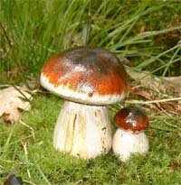 Mushrooms